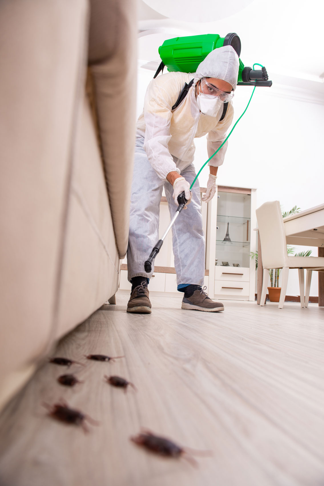 Kako se rešiti buba u stanu?